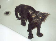 Katze