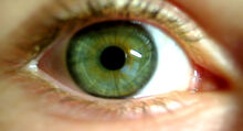 Grünes Auge.jpg