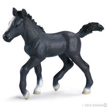 Lipizzaner Foal