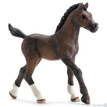 Arabian Foal 2014