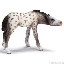 Knabstrupper foal