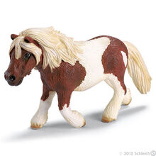 Shetland Pony Mare