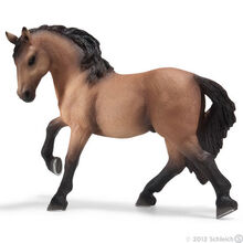 Lusitano Gelding