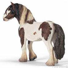 Tinker Stallion