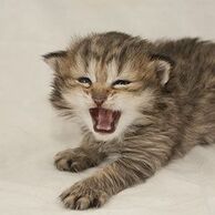 Baby Bobcat ;))))))