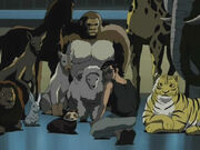 Animals2