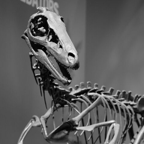 File:Troodon Skeleton Cropped.jpg