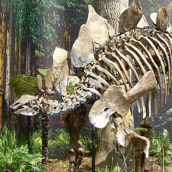 File:Stegosaurus Cropped.jpg