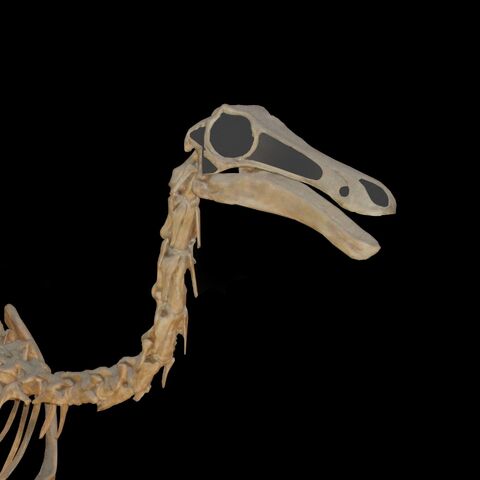File:Gallimimus skeleton Cropped.jpg