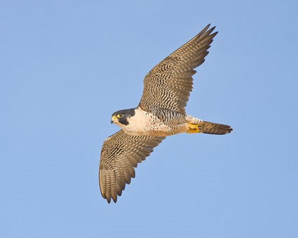 File:9. Peregrine Falcon.jpg