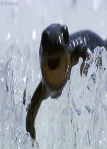 File:Salamander 02.gif