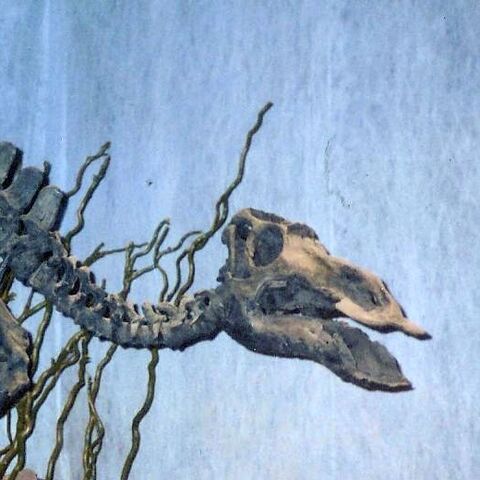 File:Maiasaura skeleton Cropped.jpg