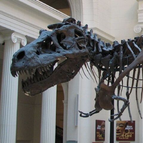 File:Tyrannosaurus 'Sue' Skeleton Cropped.jpg