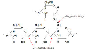 Glycogen-02-goog