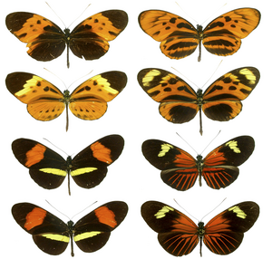 Heliconius mimicry