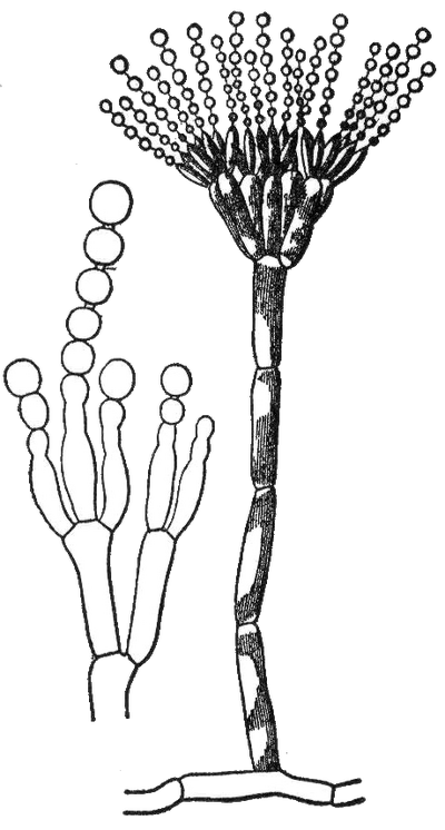 Conidium