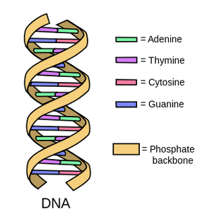 Nucleobases-02-goog.png