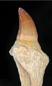 Mosasaurus beaugei Arambourg, 1952 (Khouribga - Maroc)