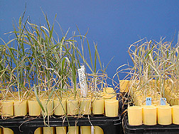 Wheat selection k10183-1