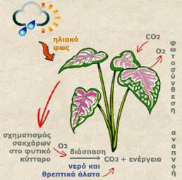 Photosynthesis-goog.jpg