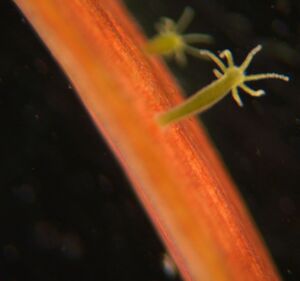 Hydras (8)