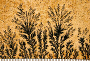 Dendrites01
