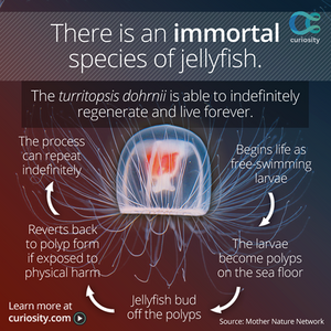 Jellyfish-01-goog.png