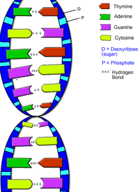 DNA-goog.gif