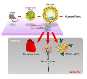 Stem-cells-02-goog.png