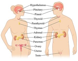 Systems-Endocrinic-01-goog.jpg