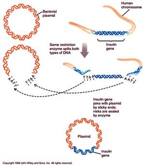 GMOs-06-goog.jpg