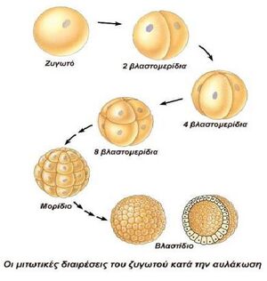 Mitosis-01-goog.jpg