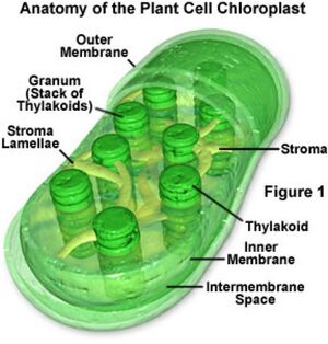 Chloroplast-03-goog.jpg