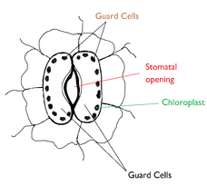 Stomata