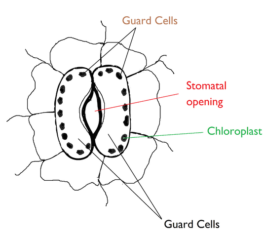 File:Stomata.png