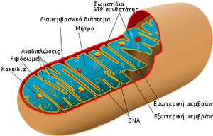 Chloroplast-02-goog
