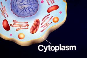 Cytoplasm (1)