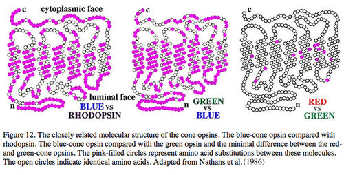 Molecular structure of the cone opsins
