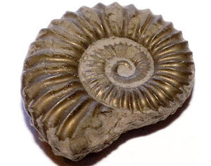 Fossils-02-goog.jpg