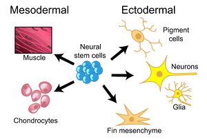 Cell-02-goog.jpg
