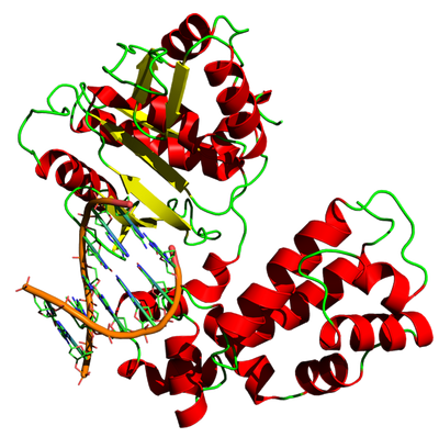 DNA polymerase