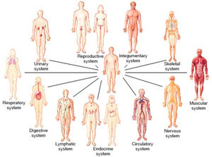 Organ-Systems-01-goog.jpg