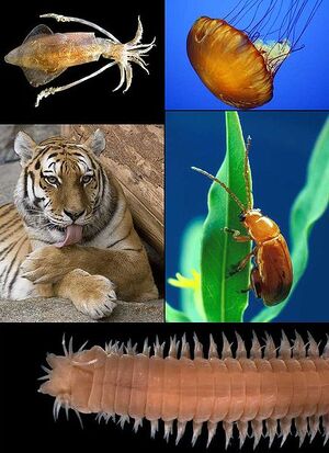 Animalia-01-wik.jpg