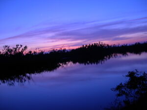 Nature02-goog.jpg
