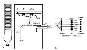 Schema fototransduczii+