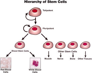 Stem-cells-01-goog.jpg