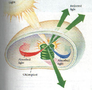 Chloroplast-05-goog.jpg