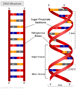 Nucleobases-04-goog.png