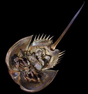Limule(dD)Ventral