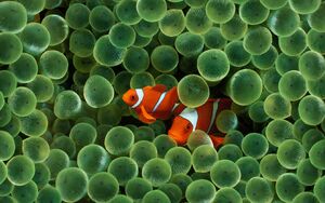 Symbiosis-clown-fish-goog.jpg